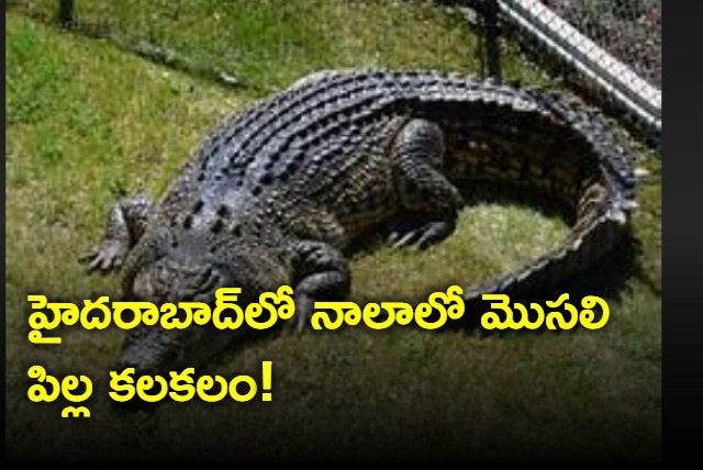 Crocodile in Hyderabad chinthal basthi nala