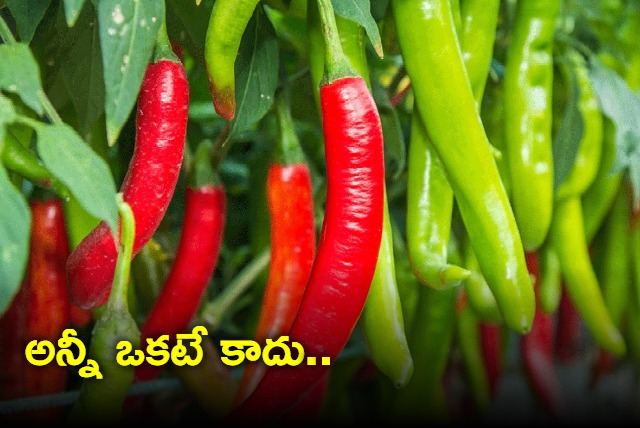 Green Chilli or Red Chilli Which one is healthier