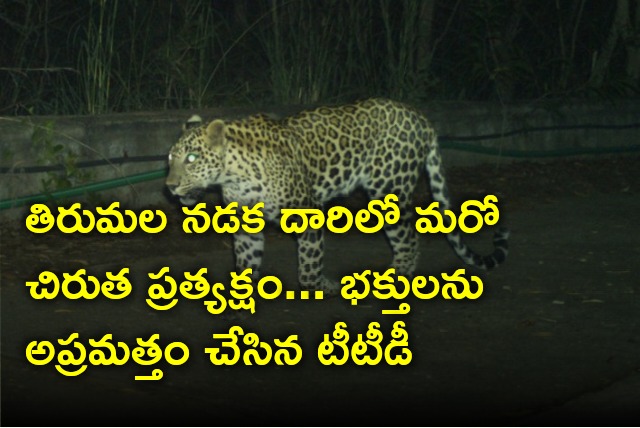 Another leopard spotted at Tirumala walk way