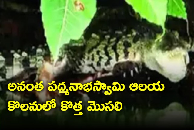 Another Crocodile appears in Anantha padmanabha swamy temple