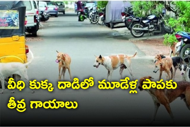 Stray dogs Attacked On Kids In Hyderabad