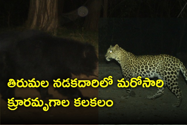 Leopard and Bear spotted at Tirumala foot way