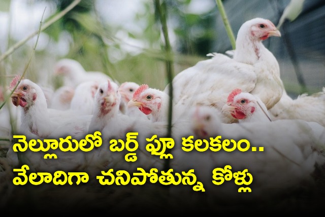 Bird Flu outbreak in Nellore chiken rates fell to eart
