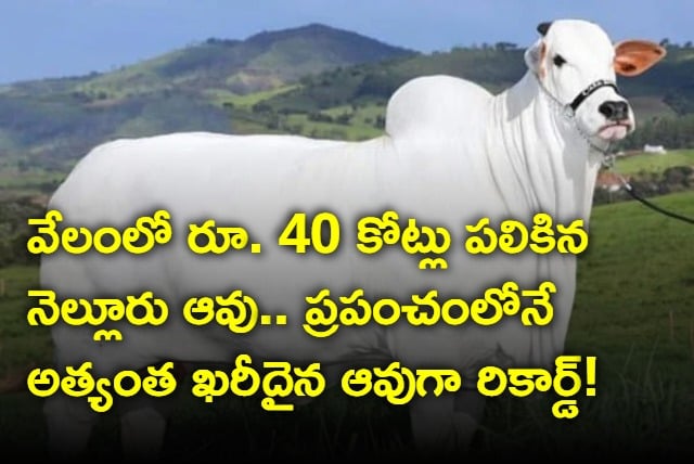 Record breaking Nelore cow sold for 40 crores in Brazil 