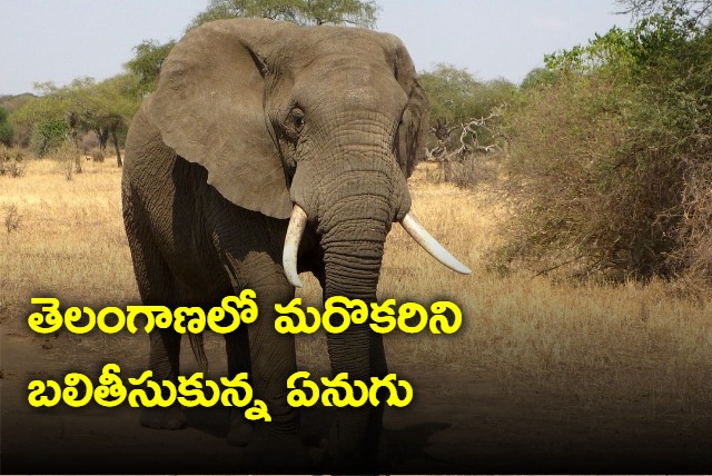 Elephant Killed Another Farmer in Telangna Second death In 24 Hourts