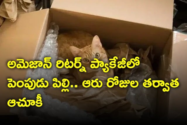 A couple accidentally shipped their cat in an Amazon return package