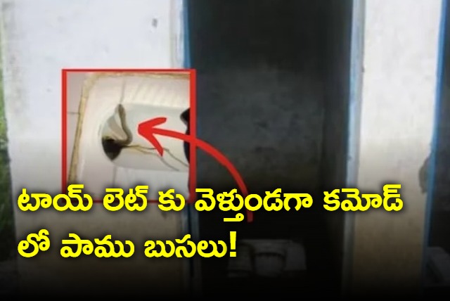 snake in toilet seat in maharashtra