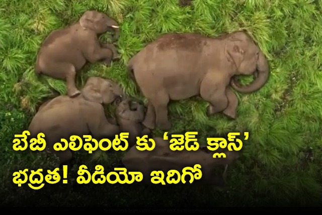 Baby Elephant Gets Z Class Security As Family Naps In Anamalai Tiger Reserve