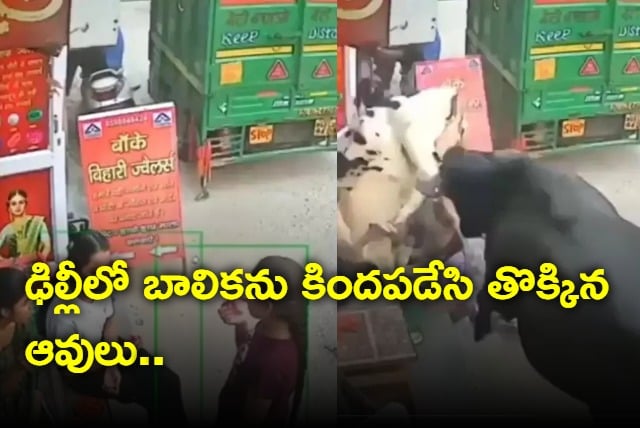 Fighting Cows Ram Into Girls On Delhi Streets Terrifying Video Goes Viral