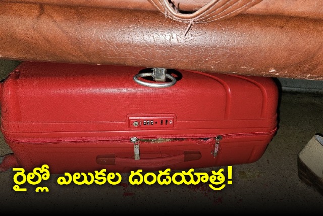 Rats Damage Suitcases on Jnaneswari Express Netizens Demand Compensation