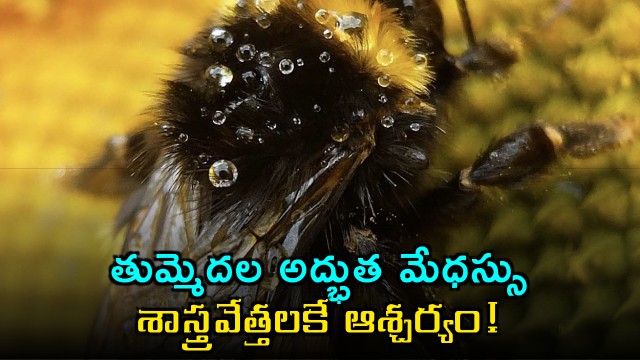 Bumble Bees Extraordinary Intelligence Surprises Scientists