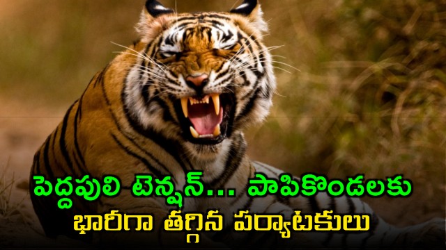 Tiger tension in Papikondalu leads to sharp drop in tourists