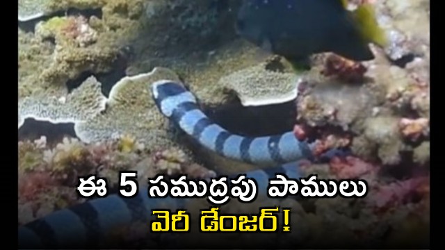 These 5 sea snakes are very dangerous