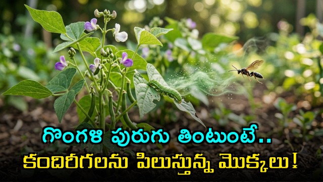 Plants call wasps for rescue while being eaten by caterpillars