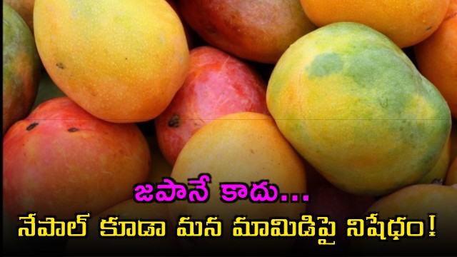 Indian Mangoes Face Import Ban In Nepal After Japan
