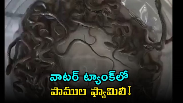 27 baby snakes in water tank panic in Haridwar