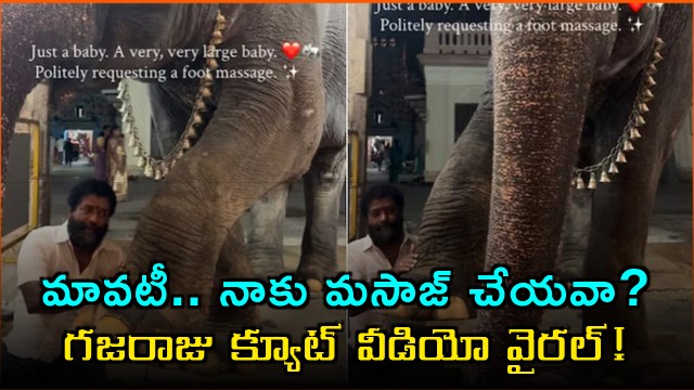 Elephant Mangalam asking mahout for massage viral video
