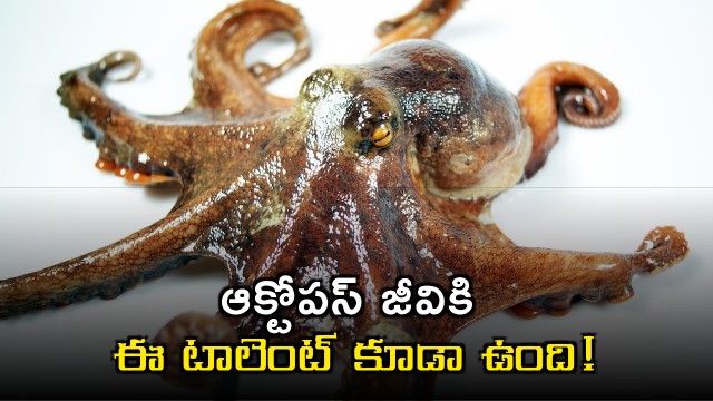 Octopus uses mirror to find food in new study