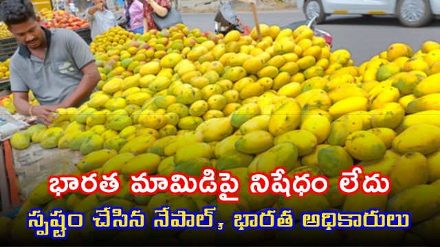 Indian Mangoes no ban on imports Nepal and Indian officials clarify