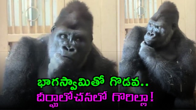 Gorilla in deep thought after fight with partner netizens say this is our story