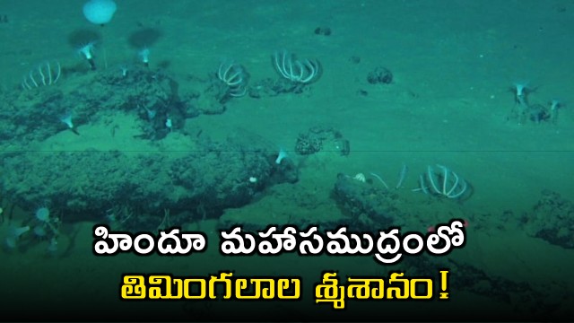 Whales graveyard found in the Indian Ocean