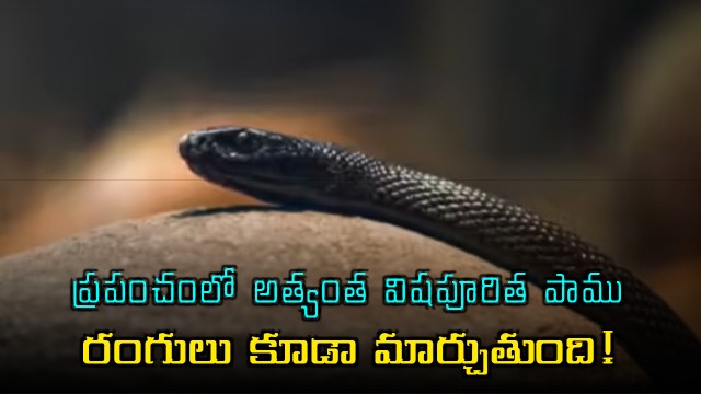 Inland Taipan is the world most venomous snake and it changes colors