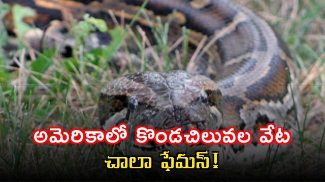 Burmese python hunting in America is very famous