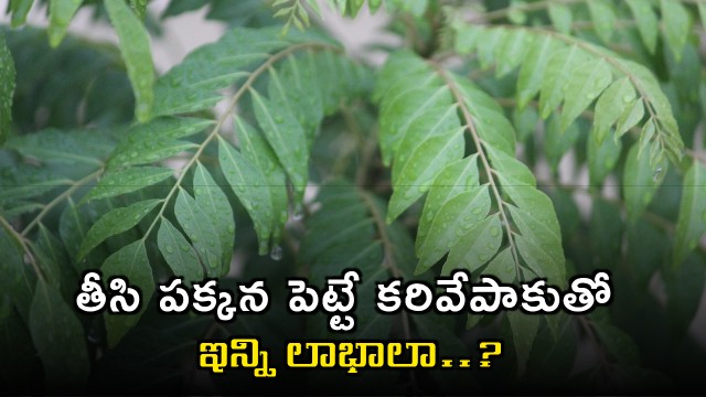 Curry leaves benefits and why you should not discard them