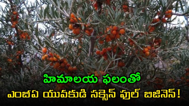 Thinles Singhe builds business with Himalayan Sea Buckthorn containing 12 times more Vitamin C than oranges