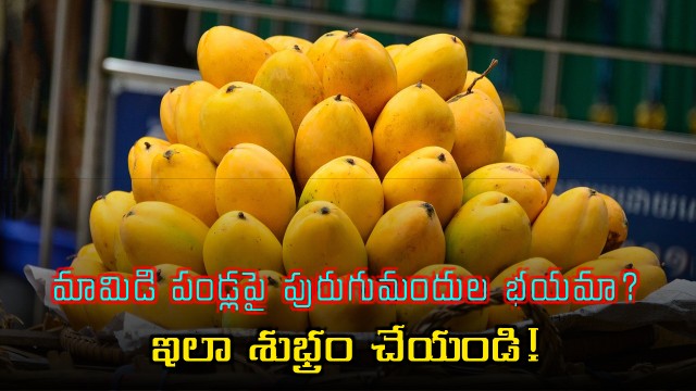 Fear of pesticides on mangoes Clean them like this