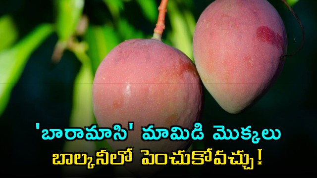 Grow these mango trees in your balcony fruit in 12 months