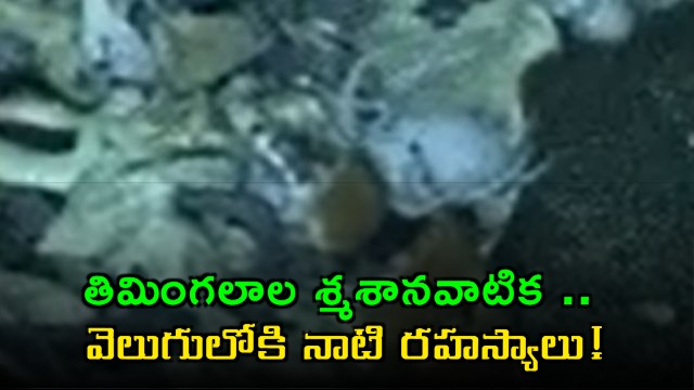Indian Ocean Whale Graveyard reveals 5 million year old secrets