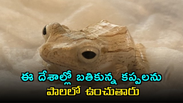 Brown frogs kept in milk to keep it fresh in these countries here is the reason