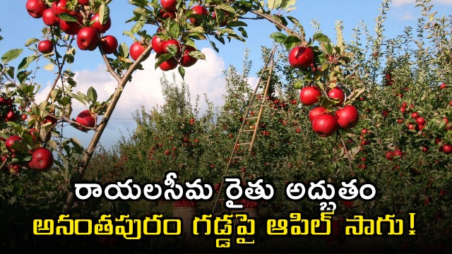 Rayalaseema farmer made miracle by cultivating Apples on Ananthapur soil