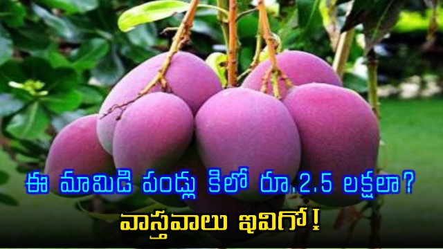 Miyazaki Mango specialty and the truth behind the price of 25 lakh per kg