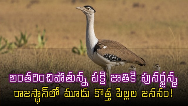 Great Indian Bustard rebirth as three new chicks are born in Rajasthan