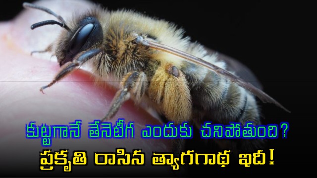 Honeybee death after stinging a story of sacrifice in nature