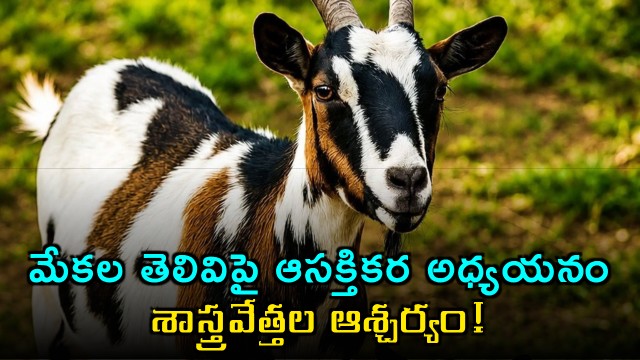 Goats intelligence study surprises scientists
