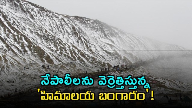 Yarsagumba the Himalayan Gold driving Nepalese crazy