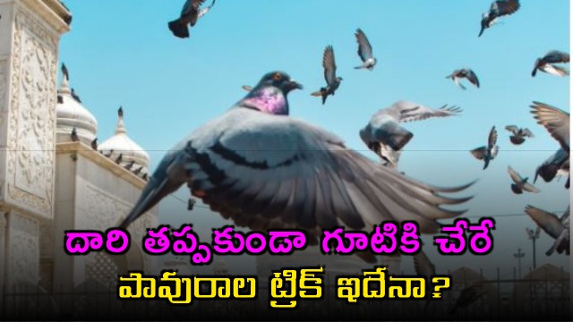 Pigeons navigation trick to reach home revealed in study