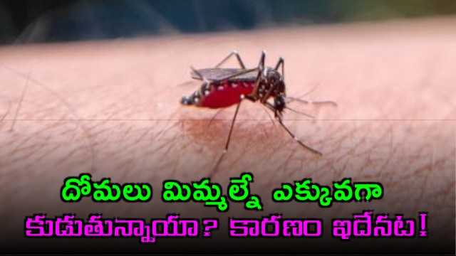 Mosquitoes why do they bite you more here is the reason