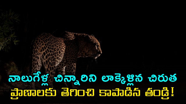 Leopard carries away four year old girl father fights to save her life