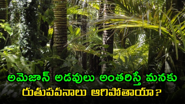 Amazon rainforest disappearance impact on Indian monsoons