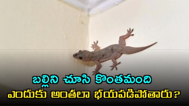 Why are some people so afraid of lizards
