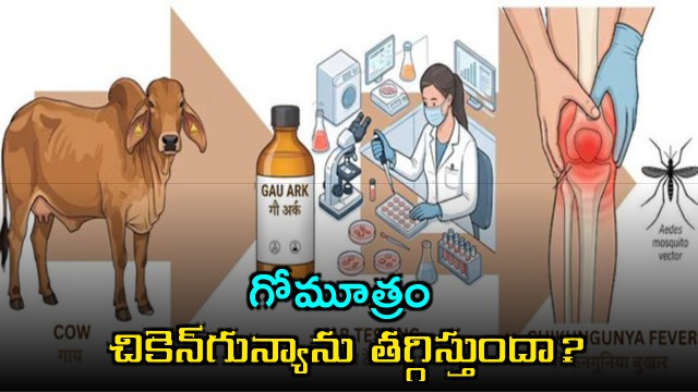 IIT Roorkee research on cow urine for Chikungunya raises new hopes