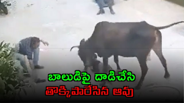 Cow attacks and tramples boy in Delhi also attacks rescuer