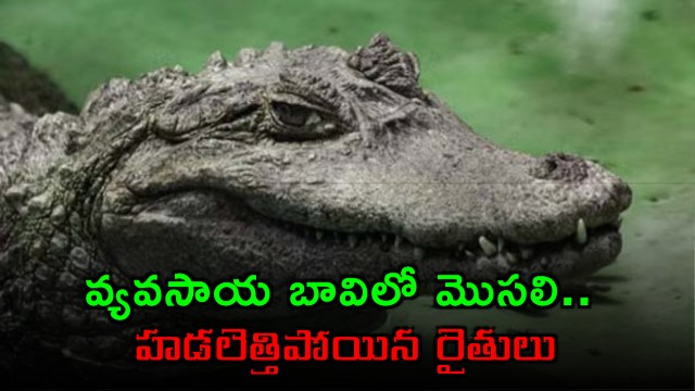 Crocodile in agricultural well creates panic among farmers