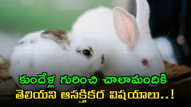 Rabbit facts many people do not know about