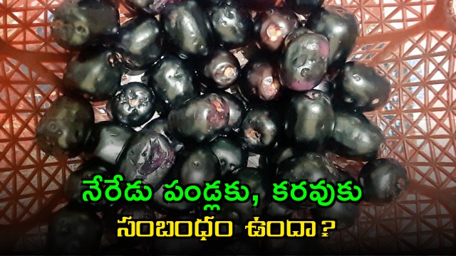 Is there a link between Jamun fruit and drought