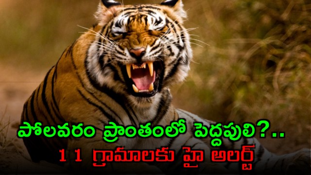 Polavaram Tiger movement 11 villages on high alert